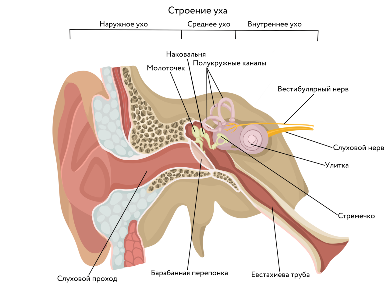 Наружное ухо состоит из ушной раковины. Среднее ухо анатомия строение. Строение уха человека. Строение уха человека анатомия. Схема строения наружного среднего и внутреннего уха.