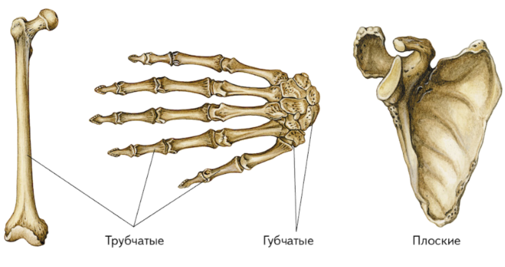 Кости трубчатые губчатые плоские смешанные. Губчатые, трубчатые, плоские, смешанные).. Губчатые кости анатомия. Типы костей трубчатые губчатые плоские.