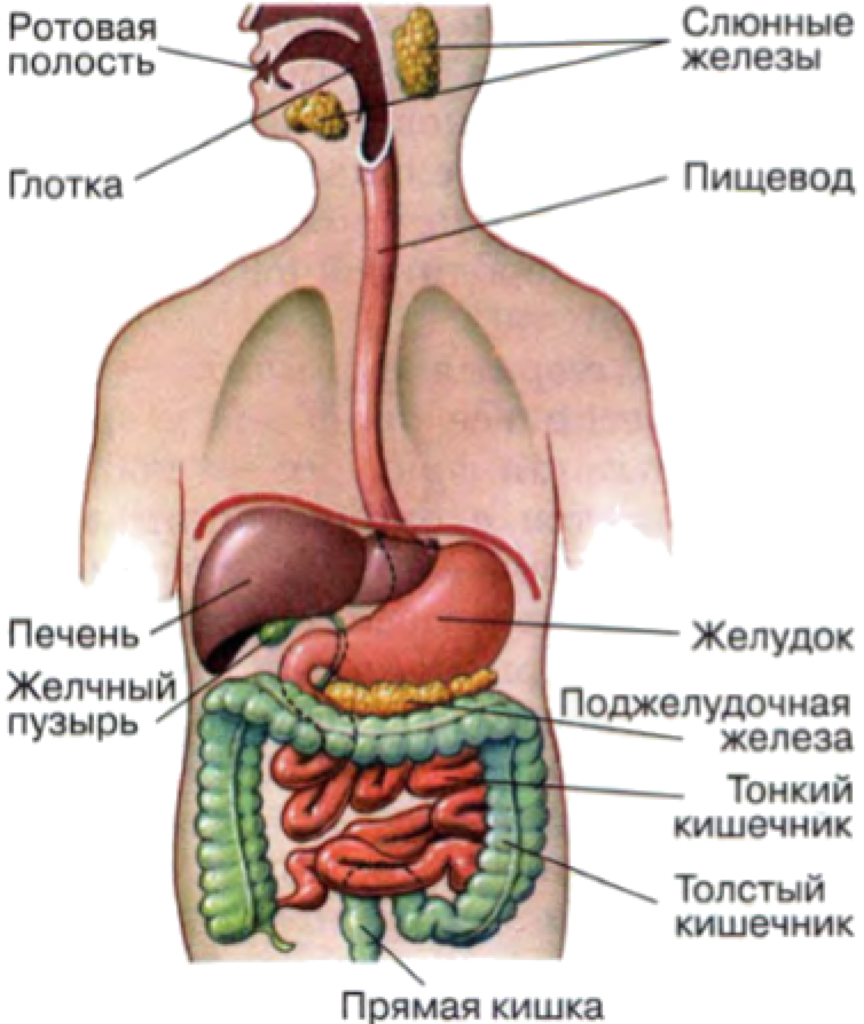 Назови органы пищеварения. Анатомия человека органы пищеварения. Внутреннее строение человека пищеварительная система. Строение внутренних органов ЖКТ. Строение пищеварительной системы биология.