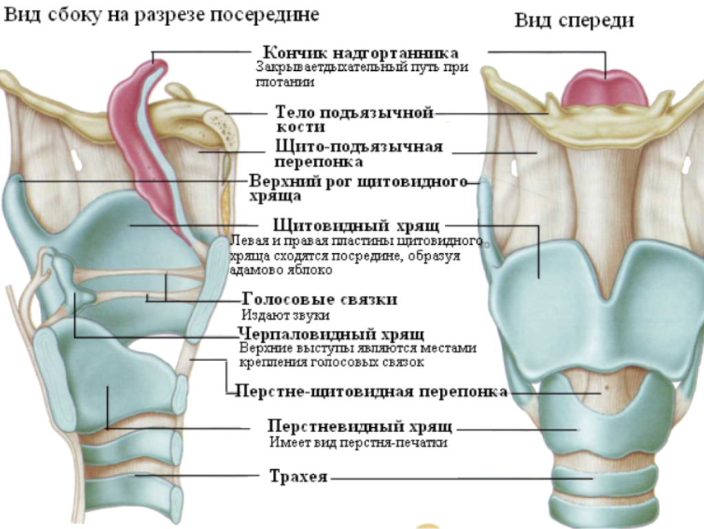 Передний верхний край. Гортань анатомия строение связки. Строение щитовидного хряща анатомия. Щитовидный хрящ и перстневидный хрящ. Клиновидный хрящи гортани анатомия.