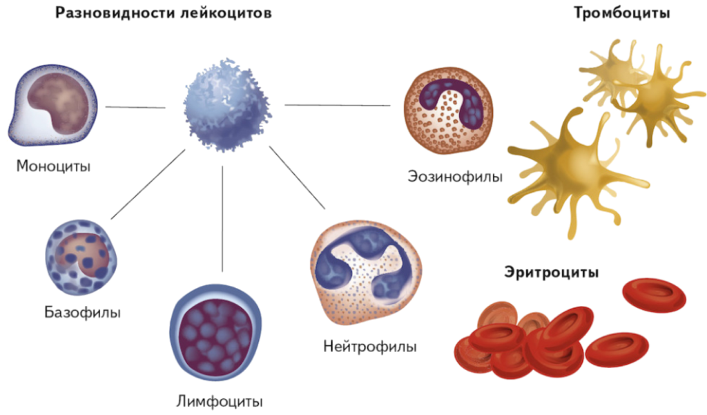 Элементы белой крови. Лейкоциты строение клетки крови. Форменные элементы кровяные клетки. Тип клеток крови  лейкоцит. Форменные элементы лейкоциты лимфоциты.