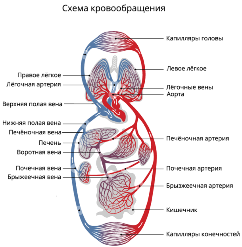 Круги кровообращения червей. Малый и большой круг кровообращения человека схема анатомия. Сердце анатомия малый и большой круг кровообращения. Схема артерий малого круга кровообращения человека. Круги кровообращения 8 класс биология схема.